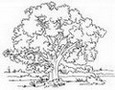 arbre